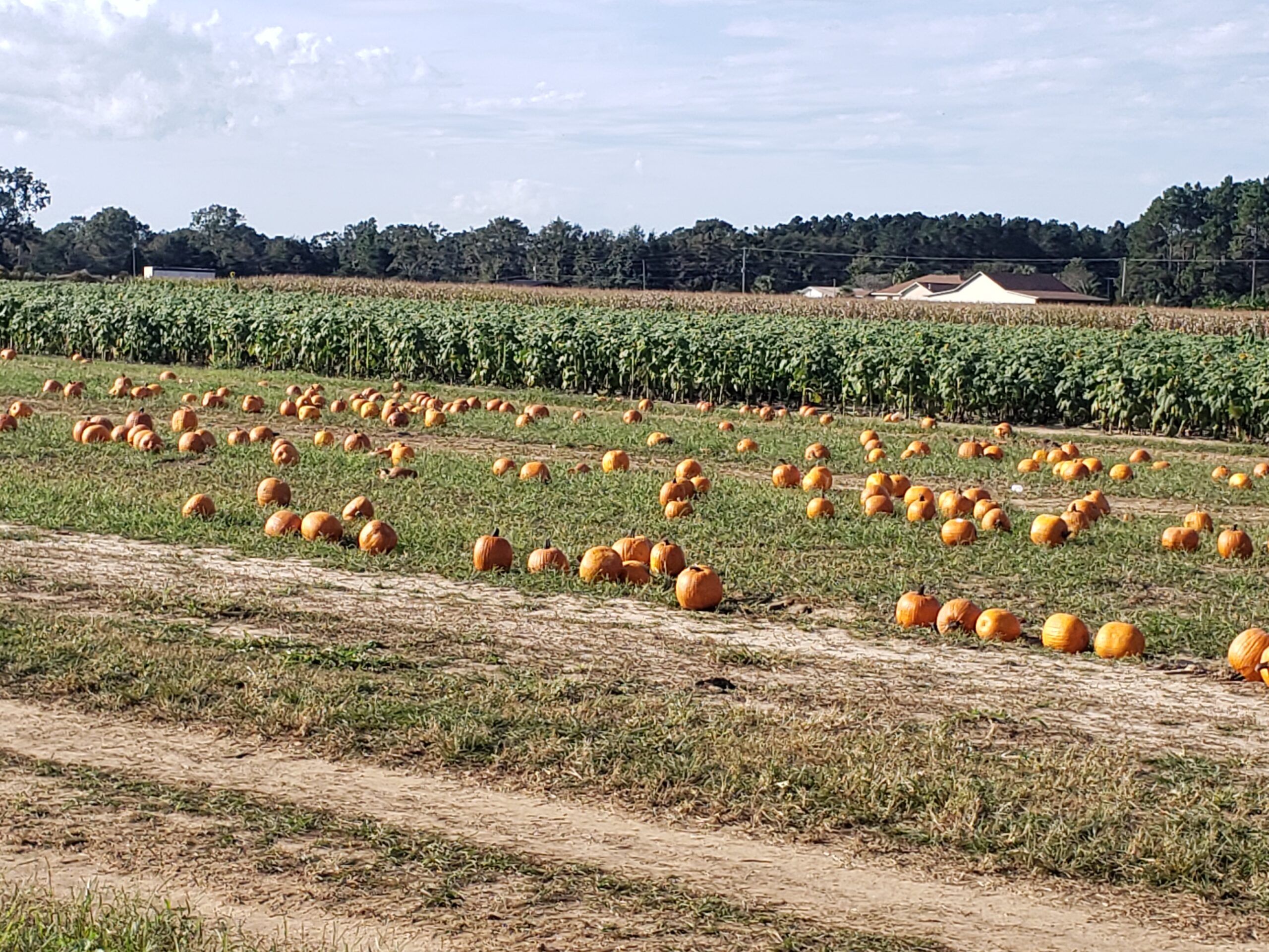 holland farm pumpkin patch